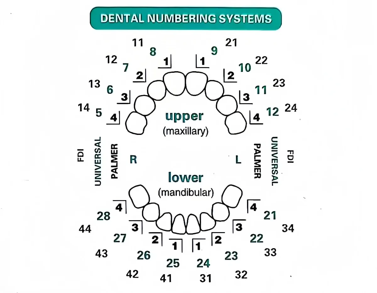 32pcs/Set Dental Veneer Mould  - Teeth Whitening Moulds 评论和价格