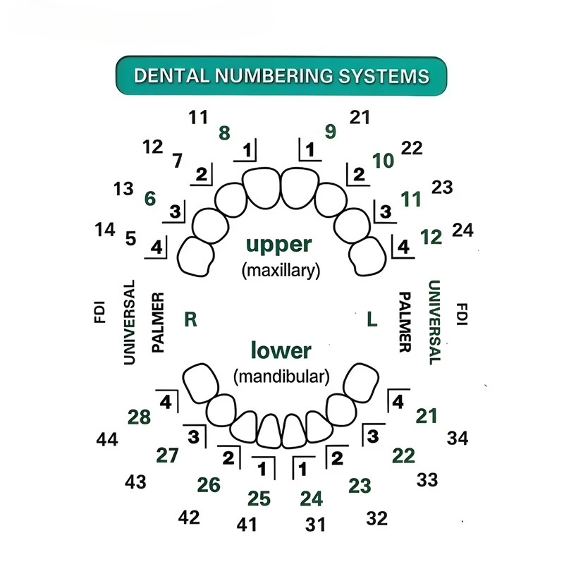 Dental Veneer Mould Kit 32pcs/ - Teeth Whitening Moulds 评论和价格